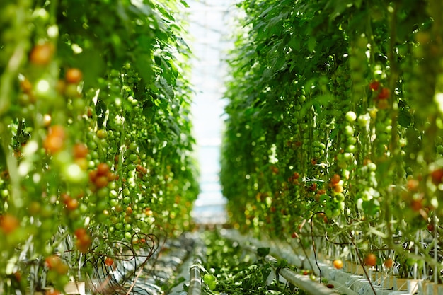 Экс-министр Александр Ткачев расширяет сеть магазинов эко-продуктов в Москве